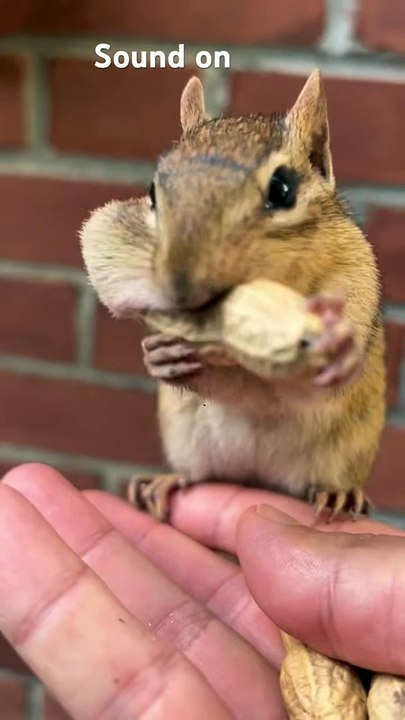 chipmunks LOVE