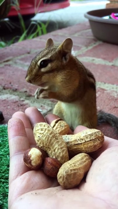 i love this chipmunks