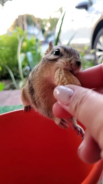 cute chipmunk in slow motion is adorable