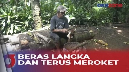 Rasi, Beras Singkong Khas Warga Kampung Adat Cireundeu Peninggalan Luluhur Sejak 1924