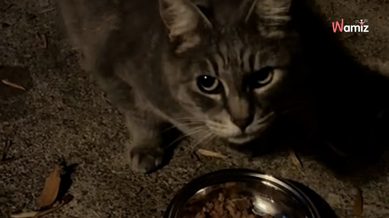 Un chat invite un inconnu à partager son repas tous les soirs : leur rituel émeut 120 000 personnes (vidéo)