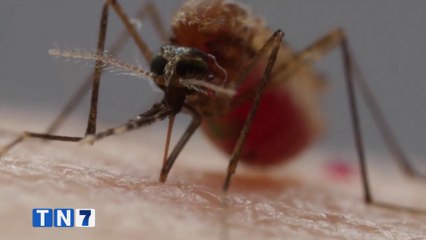 tn7-salud-anuncia-medidas-para-combatir-incremento-en-casos-de-dengue-190224