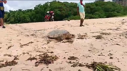 Biota registra desova de tartaruga na Praia de Jacarecica