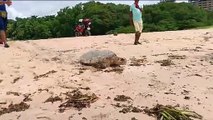Biota registra desova de tartaruga na Praia de Jacarecica