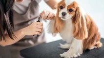 Pet Nail Trimming Common Mistakes to Avoid