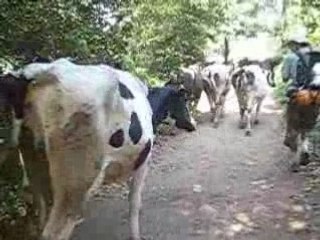 Les vaches à Palas del Rei