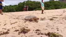 Biota registra desova de tartaruga na Praia de Jacarecica