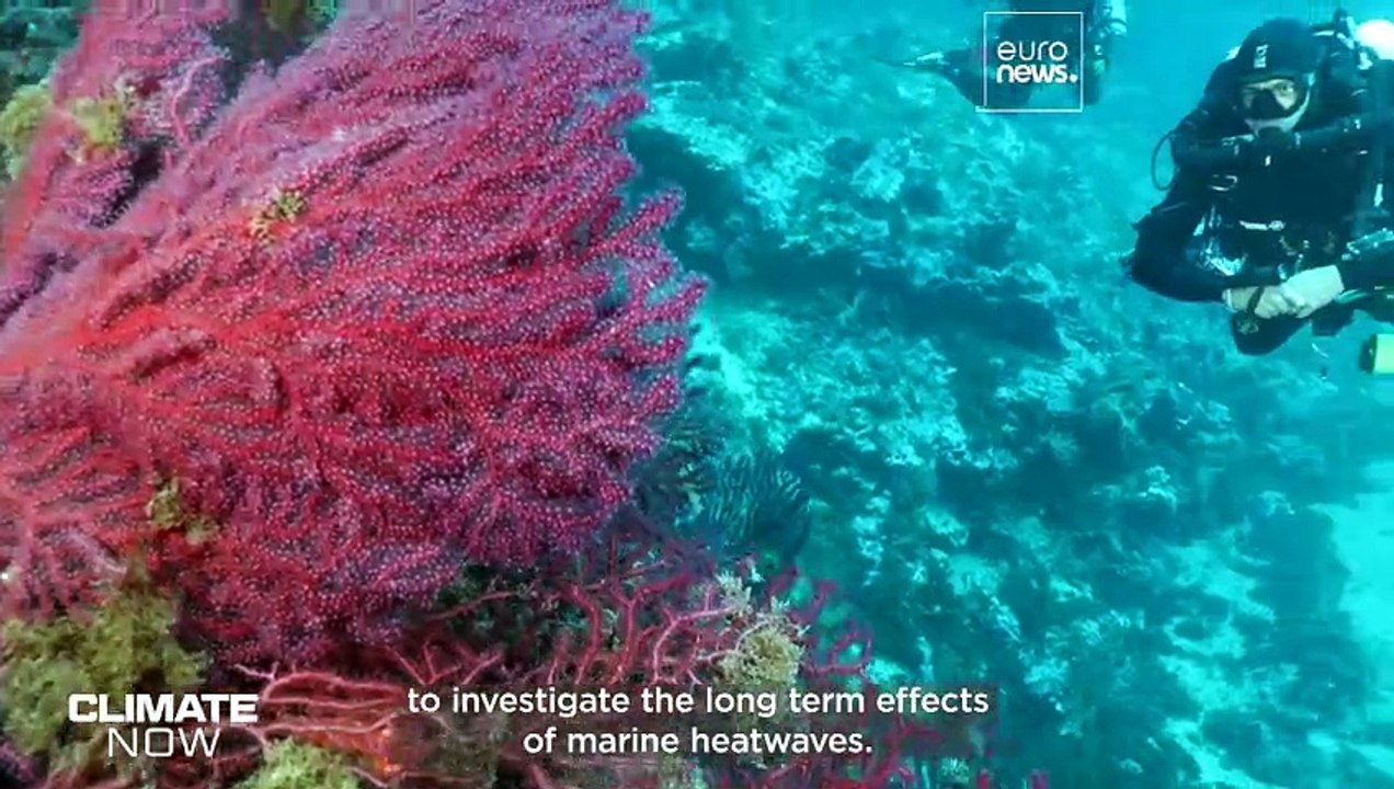 What are the long-term effects of marine heatwaves?