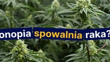 Konopia spowalnia raka?