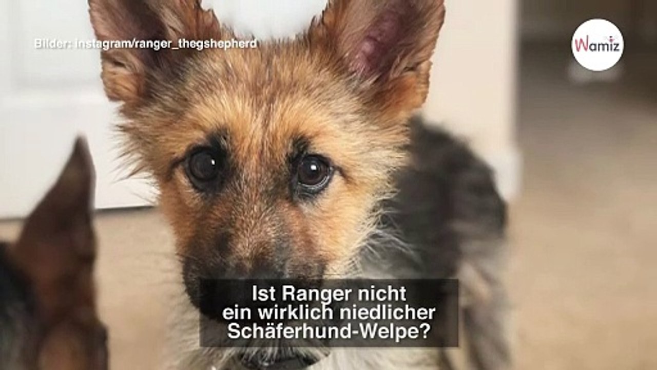 Schäferhund hat einen extrem seltenen Gendefekt: Sein Frauchen kann das Glück kaum fassen!