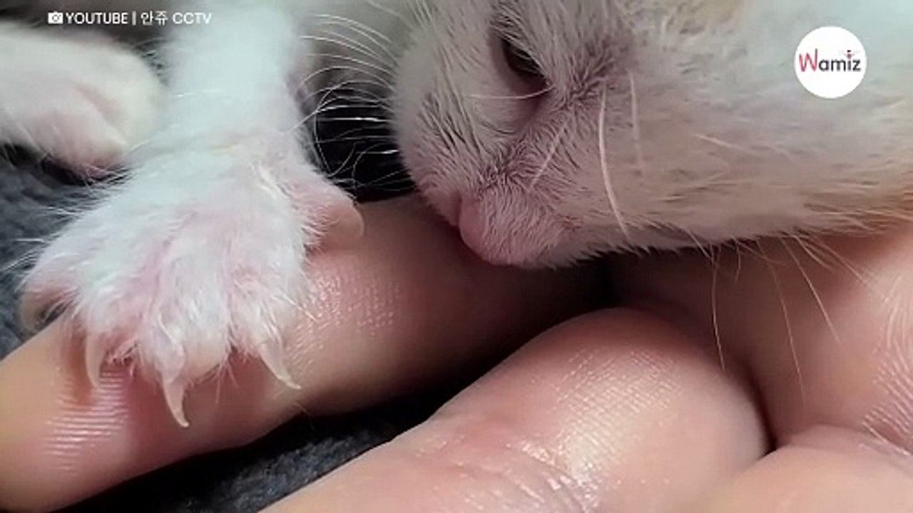 Niemand wollte dieses Kätzchen streicheln, doch dann kommt es Schlag auf Schlag