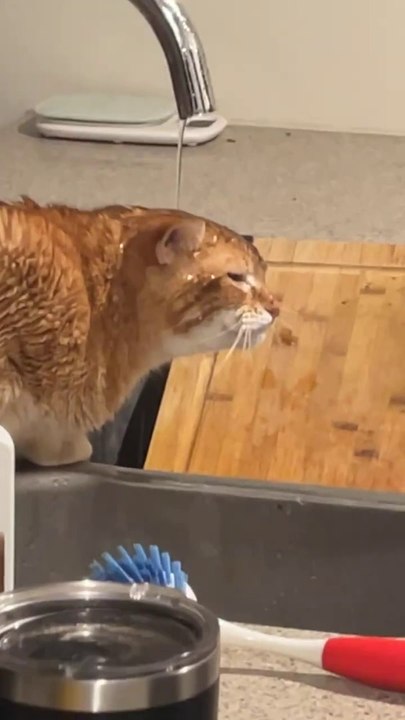Orange Cat Sits Under Running Faucet to Get a Drink || ViralHog