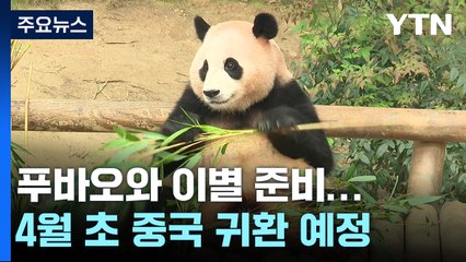'이별을 준비할 때' 푸바오, 4월초 中 귀환...3월3일까지 공개 / YTN