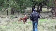 Man Punches a Kangaroo in the Face to Rescue His Dog (Original HD) || ViralHog