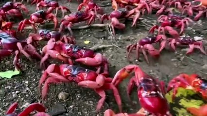 La migrazione dei granchi rossi tarda per la siccità: è la prima volta