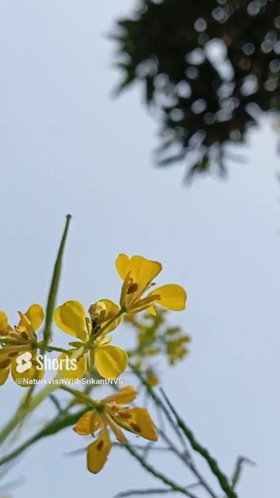 Natural Flowers