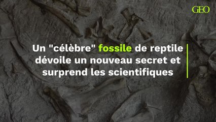 Ce "célèbre" fossile de reptile n'était pas (du tout) ce que les scientifiques imaginaient