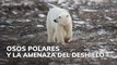 Osos polares y la amenaza del deshielo