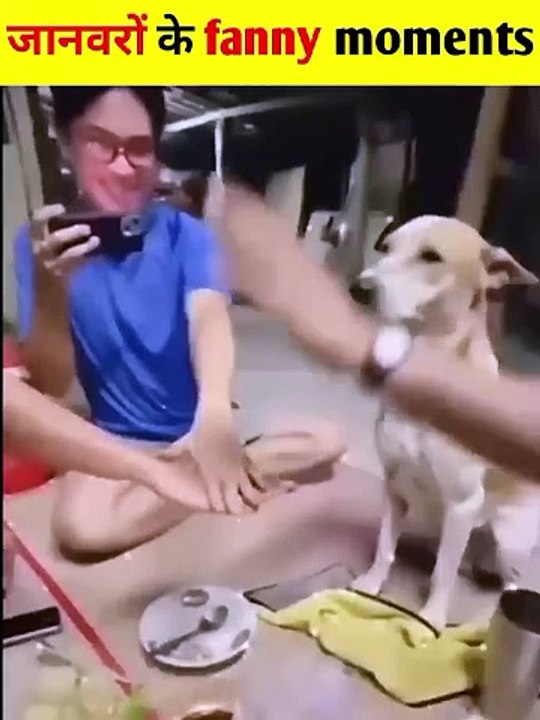 Animal funny video _ #shorts #funnyvideo #dog #creativemosho