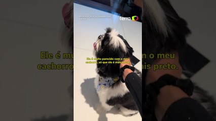 Influencer viraliza ao receber cachorro errado de pet shop: 'Quem é você?' #shorts