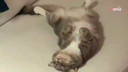 Lors d’une soirée, ce chat est délaissé par les invités : il trouve la parade idéale pour capter l’attention du public