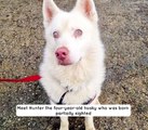 Meet Hunter the partially sighted husky