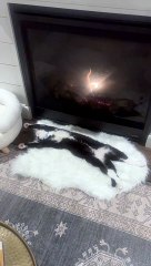 Cat Naps Comfortably by Fireplace