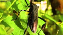 Top 15 Most Deadly and Dangerous Insects