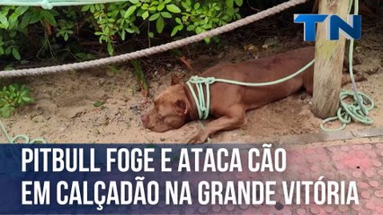 Pitbull foge e ataca cão em calçadão na Grande Vitória