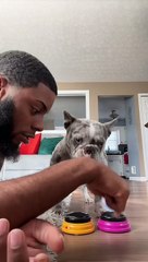 Creme The Pup Sings Happy Birthday