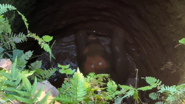 Inde : l'émouvant sauvetage d'un éléphanteau coincé dans un puits