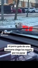 Viral: un perro guía riñe a un coche por no parar