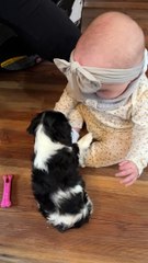 Puppy and Baby Become Fast Friends