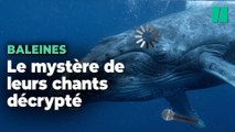 Les mystérieux chants des baleines ont enfin été décryptés