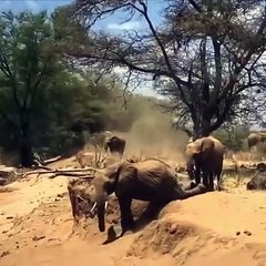 Funny Animals- Elephants funny videos