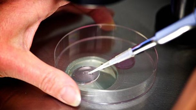 Tribunal De EEUU Afirma Que Los Embriones Congelados Son Niños, Se Paralizan Las FIV