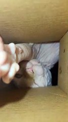 Sphynx Cat Reaches Into Box
