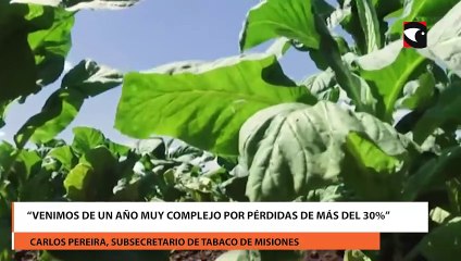 Tabaco en Misiones: preocupación por la caída en el volumen de acopio