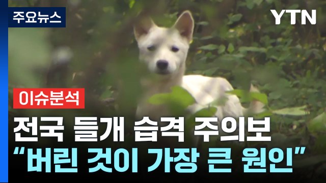 [뉴스라이더] 전국 들개 습격 주의보...대책은? / YTN