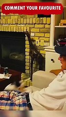 Funny Cats and Dogs Shorts video compilation  Try not to  Laugh Caught on Camera Cat Memes Ep187 2