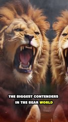 Lion The power struggle between the lion and the bear