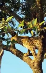 Leopard Climbing Up Tree