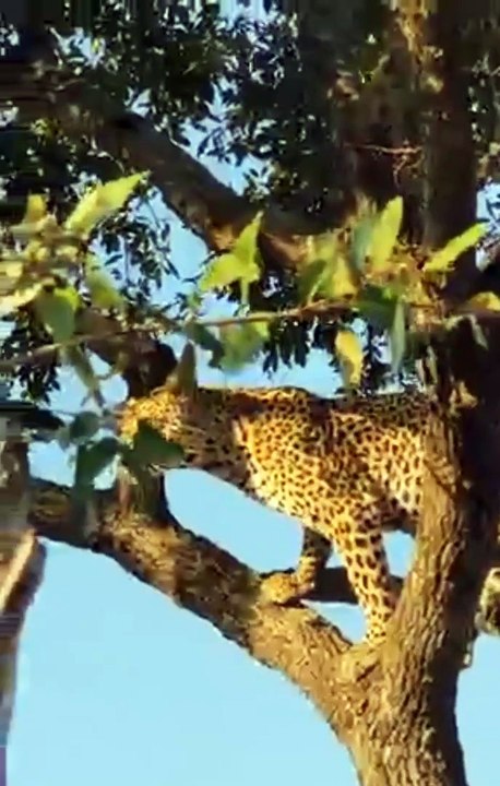 Leopard Climbing Up Tree