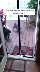 Cat and Dogs Funny Moments #shorts #pets #funny #dog #cat (720p)