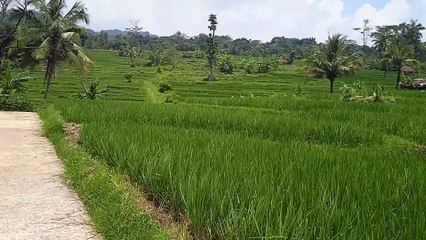 Indahnya pesawahan di desa tanjungmuya kab.sumedang