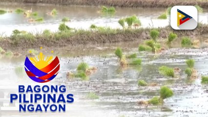 下载视频: Panayam kay PCO Asec. Joey Villarama, Task Force El Niño Spokesperson