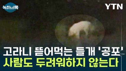 고라니 뜯어먹는 들개 포착 '공포'...사람도 두려워하지 않는다 [Y녹취록] / YTN