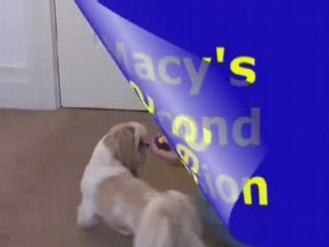 Charging The Clicker - Dog Trick Training