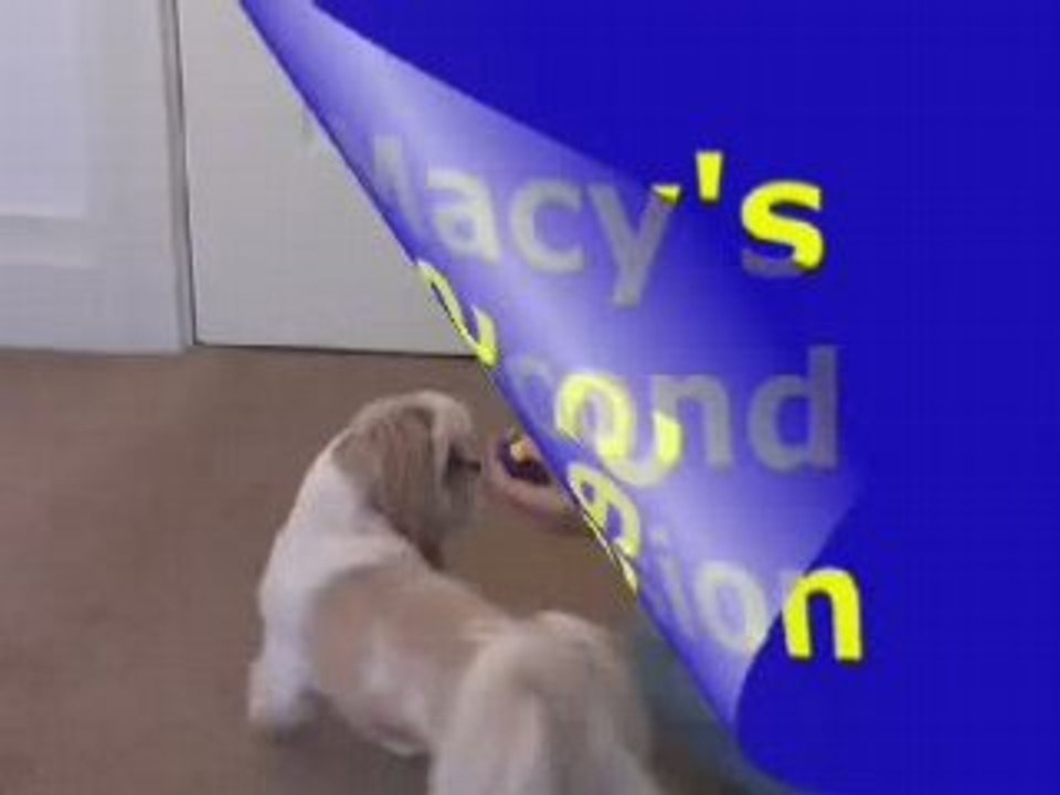 Charging The Clicker - Dog Trick Training