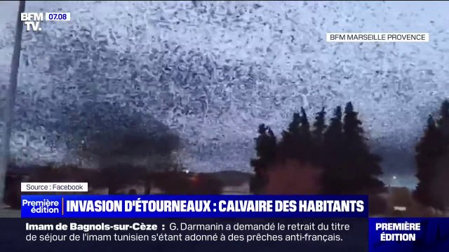 On se prenait les crottes sur la tête : le calvaire des habitants de Peyrolles-en-Provence face à une invasion d'étourneaux